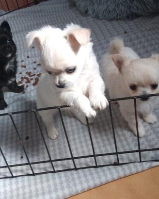 Cuccioli chihuahua