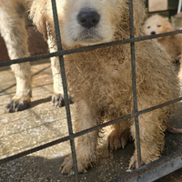 Adozione gratuita cucciola
