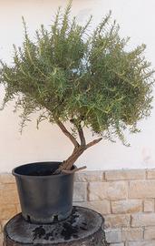 Bonsai-Prebonsai di Rosmarino 