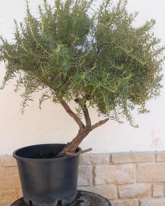 Bonsai-Prebonsai di Rosmarino 