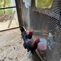 Galletti Marans nero ramati