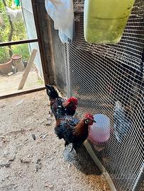 Galletti Marans nero ramati