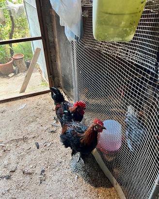 Galletti Marans nero ramati