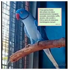 Parrocchetto dal collare cleartail