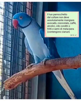 Parrocchetto dal collare cleartail