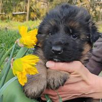 Cucciola femmina pastore tedesco pelo lungo