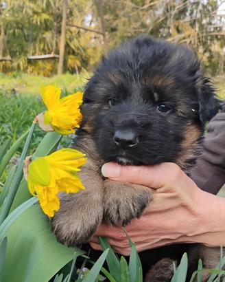 Cucciola femmina pastore tedesco pelo lungo