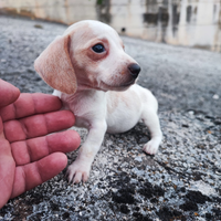 Bassotto Tedesco Cuccioli Bianco Arancio