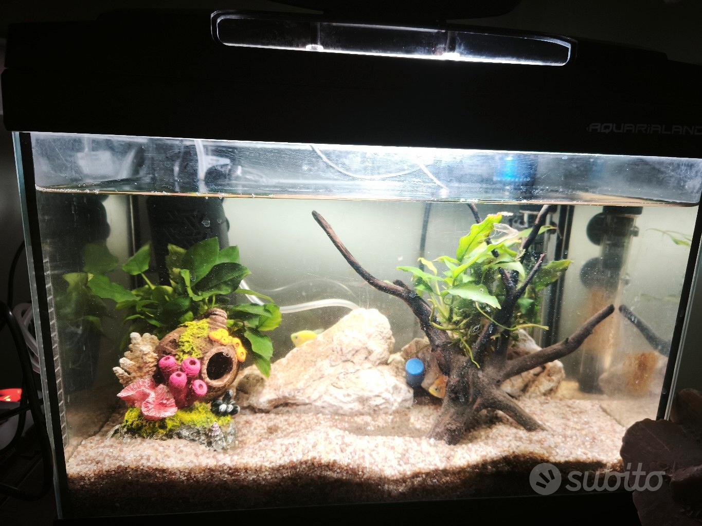 acquario 20 litri completo di tutto