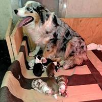Australian shepherd o pastore australiano