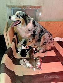 Australian shepherd o pastore australiano