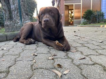 Maschio Labrador disponibile per monta