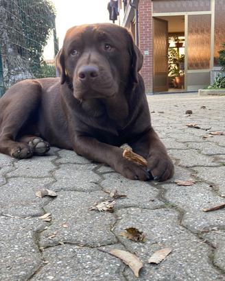 Maschio Labrador disponibile per monta