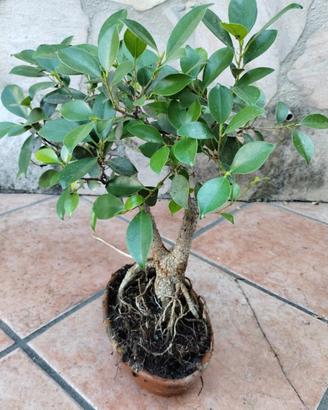Bonsai Ficus Retusa 