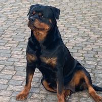 Cuccioli rottweiler