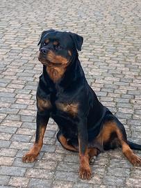 Cuccioli rottweiler