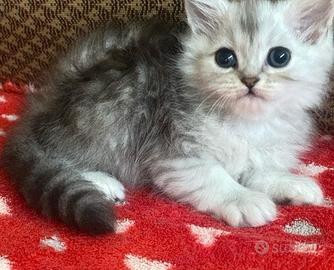 Cucciola d persiani normotipo FEMMINA
