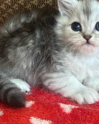 Cucciola d persiani normotipo FEMMINA