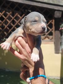 Pitbull tricolor