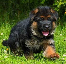 Cuccioli Pastore Tedesco