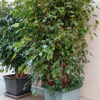 Ficus Benjamin 