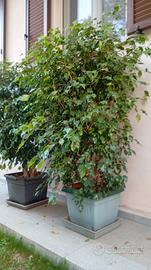 Ficus Benjamin 