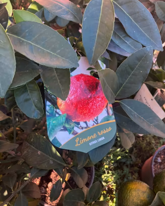 Limone rosso piante di agrumi