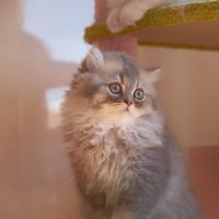 Cuccioli British Long Hair