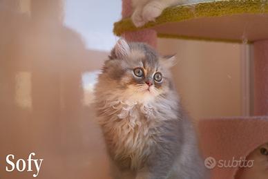 Cuccioli British Long Hair