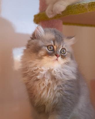 Cuccioli British Long Hair