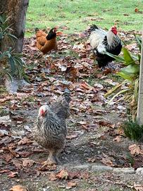 Coppia Brahma perniciato argento