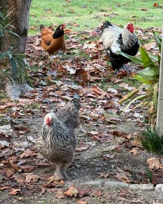 Coppia Brahma perniciato argento