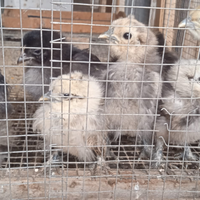 Pulcini Araucana-Moroseta-Olandesi Nane