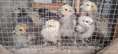 Pulcini Araucana-Moroseta-Olandesi Nane