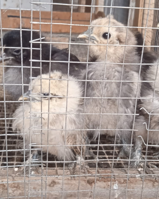 Pulcini Araucana-Moroseta-Olandesi Nane
