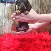 Cuccioli di bassotto fulvo