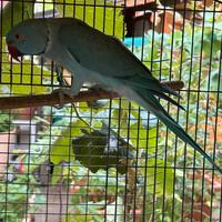 Parrocchetto dal collare maschio 2023