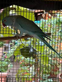 Parrocchetto dal collare maschio 2023