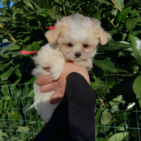 Maltipoo Toy Cucciola