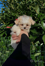 Maltipoo Toy Cucciola