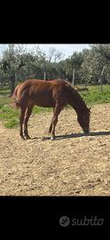Quarter horse femmina 2 anni e mezzo Reining