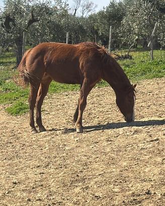 Quarter horse femmina 2 anni e mezzo Reining