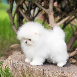 Spitz Pomerania