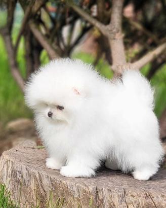 Spitz Pomerania
