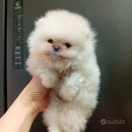 Spitz nano