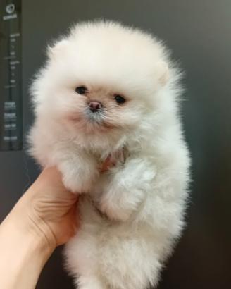 Spitz nano
