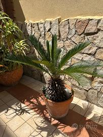 Coppia Cycas