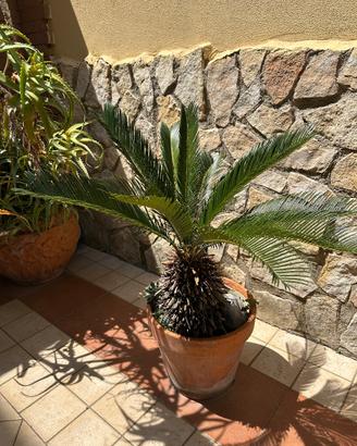 Coppia Cycas
