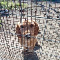 Cane caccia coniglio