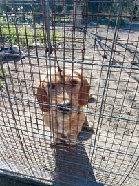 Cane caccia coniglio